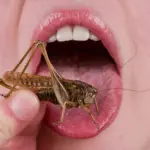 Decoding the Deep Evolutionary Roots of Entomophagy: Why Western Societies Resist Eating Insects—And How Genomics is Rewriting the Menu