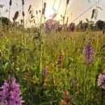 Nature’s Quiet Resilience: How Abandoned Farmland Transforms into Thriving Wildflower Meadows Without Human Intervention