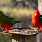 The Backyard Superspreader: How Popular Feeding Habits Risk Accelerating Australia’s H5N1 Bird Flu Crisis