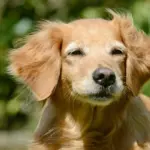 Unlocking the Canine Blueprint: How Man’s Best Friend Is Helping Science Decodify Human Aging