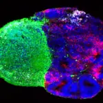Architectural Blueprint of the Mind: Groundbreaking UCLA Studies Reveal How Cellular Mechanics and Metabolic Cues Build the Human Brain