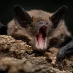 Decoding the Chiropteran Shield: How a Genetic Duplication in Vesper Bats is Rewriting Mammalian Immunology