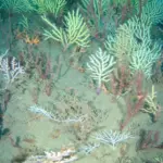 Ghost Reefs of the Gulf of Guinea: How a "Dead" 60-Year-Old Survey Was Proved Spectacularly Wrong