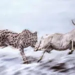 Revealing the True Identity of the Ice Age "American Cheetah": A Paleogenomic Breakthrough