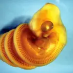 The Architecture of Serpentine Spirals: How a Lockdown Curio Unlocked the Embryonic Secrets of Snakes