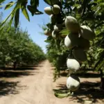 The Water-AI-Almond Nexus: Dissecting OpenAI CEO Sam Altman’s Viral Environmental Claim
