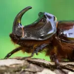 Unlocking the Blind Spot of Global Conservation: Monash University Leads a Paradigm Shift to Protect Earth’s Overlooked Tropical Insects