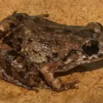 Unlocking the Cryptic Amazon: Discovery of Adenomera varcena Underscores the Urgency of Neotropical Taxonomy