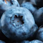 Unlocking the Metabolic Power of Berries: Japanese Researchers Reveal How Pterostilbene Fights Muscle Fat Accumulation