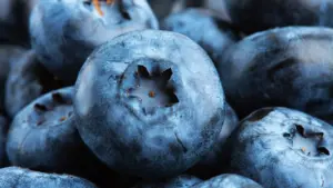 Unlocking the Metabolic Power of Berries: Japanese Researchers Reveal How Pterostilbene Fights Muscle Fat Accumulation