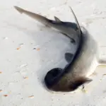 Unraveling the Mystery of the Bonnethead Shark: New Study Upends Long-Held Assumptions About Sexual Dimorphism and Cranial Evolution