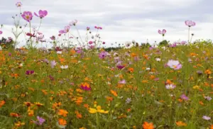 Weekend Dispatch: Cultural Currents, Group Chat Anthropology, and the Quiet Joys of Late Summer