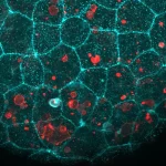Cellular "Glue" Takes on a Cleanup Role: How Epithelial Tissues Double as Microscopic Scavengers