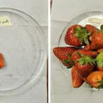 Cultivating the Future: How a Military Textile Innovation Tripled Strawberry Yields and Redefines Sustainable Agriculture