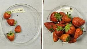 Cultivating the Future: How a Military Textile Innovation Tripled Strawberry Yields and Redefines Sustainable Agriculture