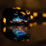 Hidden in Plain Sight: Groundbreaking Study Reveals Biofluorescence in Vulnerable Fire Salamanders