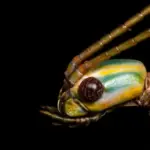 Hidden in Plain Sight: University of Sydney Researchers Uncover New Species of Giant Australian Stick Insects Amid Decades of Oversight