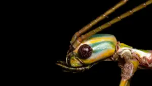 Hidden in Plain Sight: University of Sydney Researchers Uncover New Species of Giant Australian Stick Insects Amid Decades of Oversight