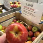 The Great Pomological Inquisition: A Comprehensive Investigation into the 2026 Apple Harvest