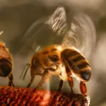 The Sweet Threat: How Managed Honey Bees Are Shaking Up the UK’s Pollinator Ecosystem