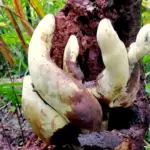 Titans of the Understory: The Discovery of Dianjunus rex and the Reshaping of Fungal Evolution