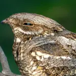 Unleashing the Nightjar’s Aerodynamic Secret: How a Long-Distance Migrant Defies Classical Flight Mechanics