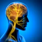 Unlocking the Brain-Body Circuit: How Post-Training Vagus Nerve Stimulation Reinforces Lasting Motor Learning