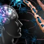 Unlocking the Brain’s Hidden Vulnerability: How Supportive Cells Turn Against the Aging Mind